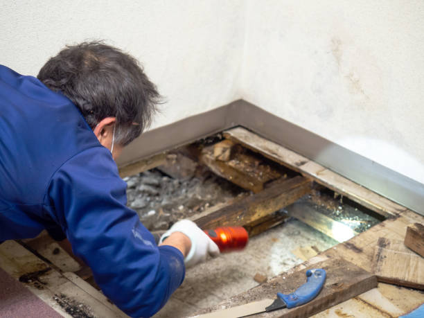 Best Local Mold Removal Service  in Tipton, MO