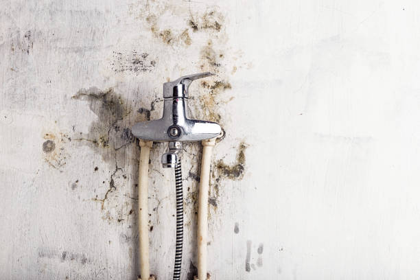 Best Home Mold Removal  in Tipton, MO