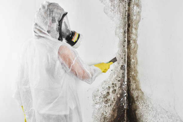 Best Mold Remediation Services  in Tipton, MO