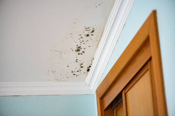 Best Attic Mold Removal  in Tipton, MO