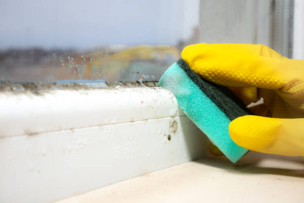 Mold Removal Process in Tipton, MO