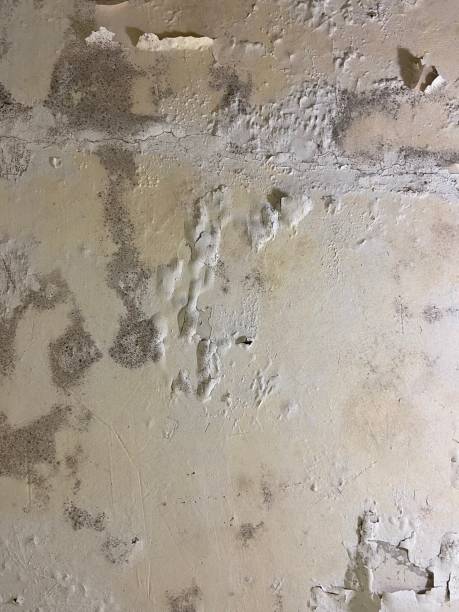 Best Local Mold Removal Service  in Tipton, MO