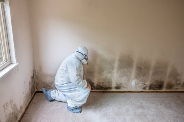 Best Commercial Mold Removal  in Tipton, MO