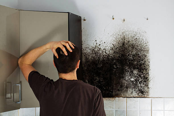 Best Mold Removal Process  in Tipton, MO