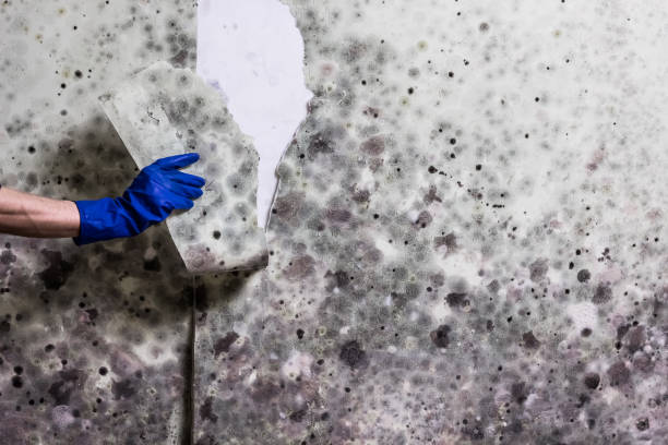 Trusted Tipton, MO Mold Removal Experts